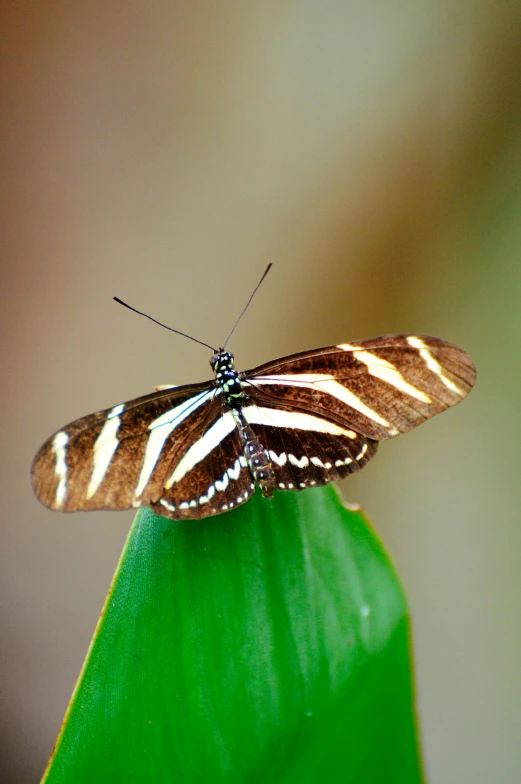 a erfly rests upon a leaf with blurry backroung