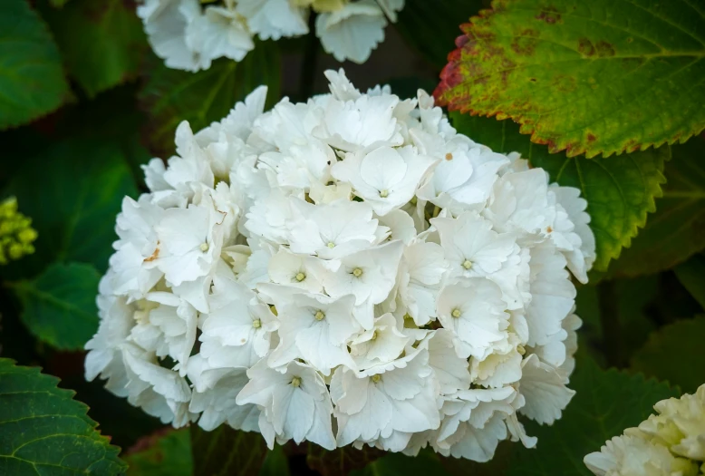 white flowers with large green leaves in the sun