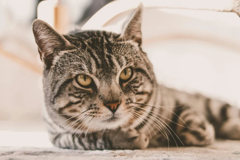 a cat laying down on the floor next to a wall