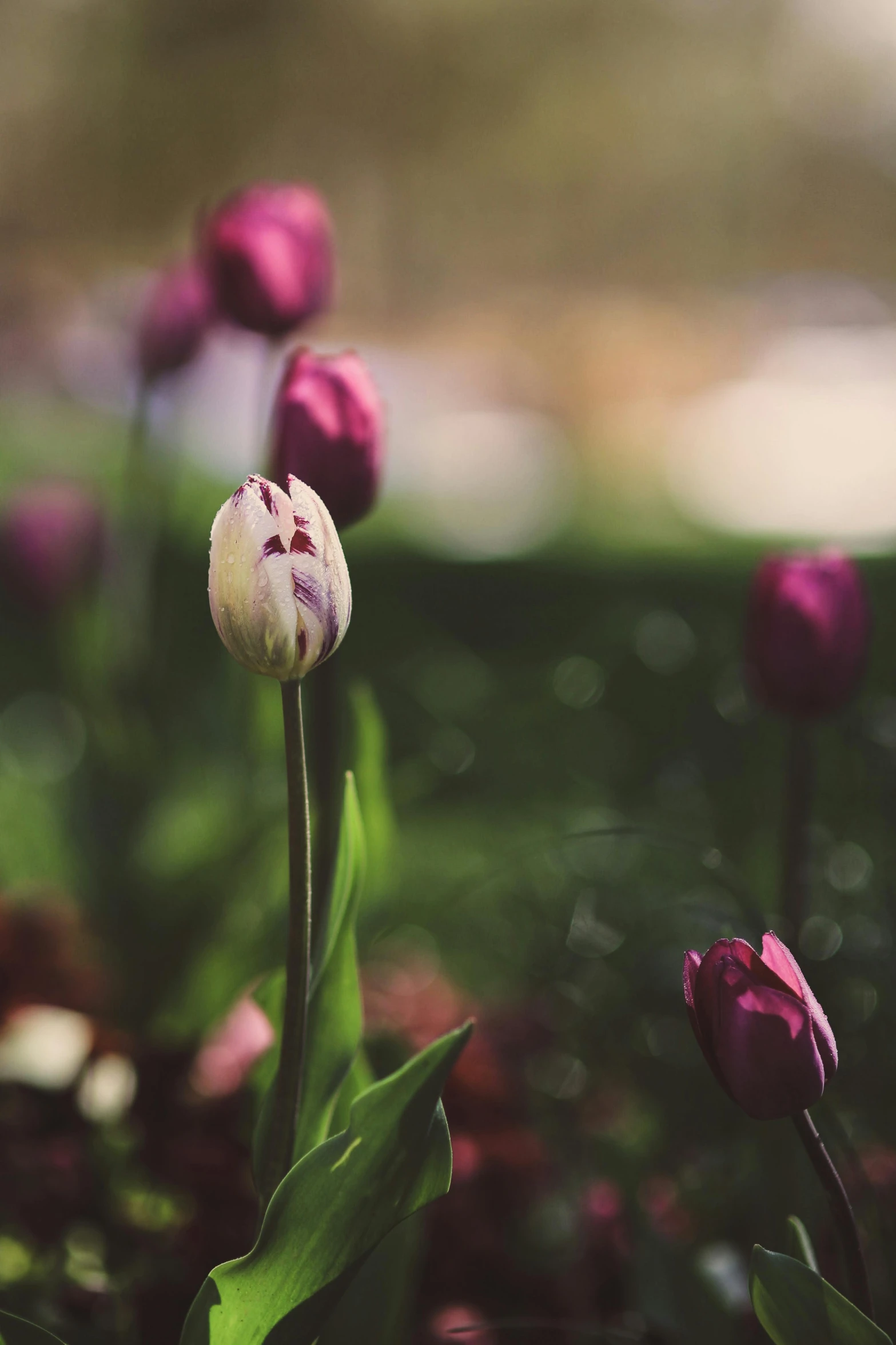 the flowers are purple and white in color