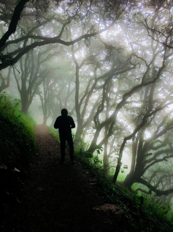 a man standing on a foggy hillside next to the trees