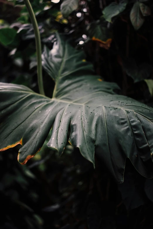 a close - up of a large leaf in a dense foliage area