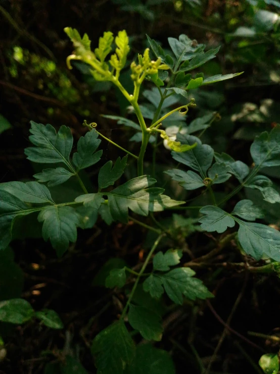 green leaves in the foreground with other foliage in the background