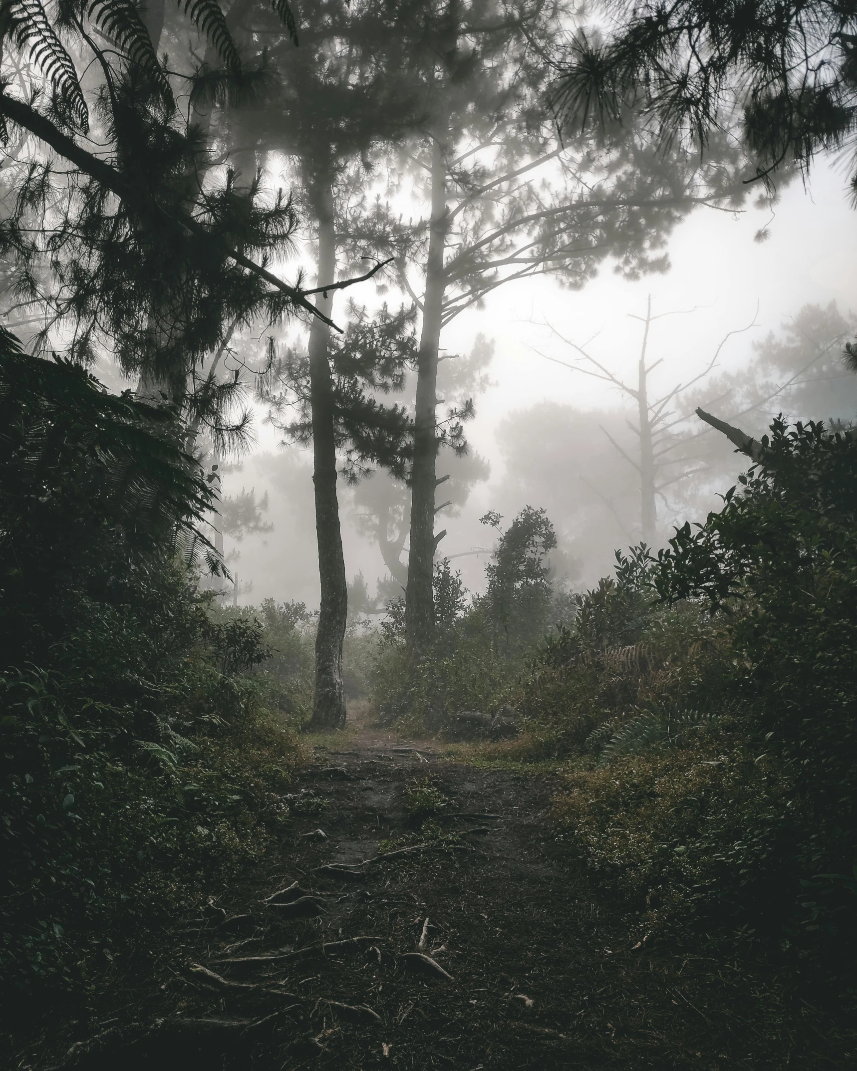 trees with fog in the background in a forest