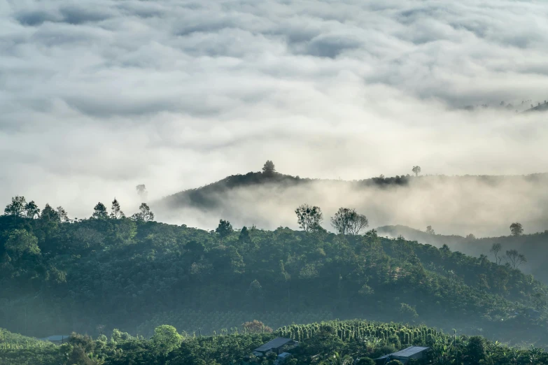 many trees are in the foreground with clouds in the background