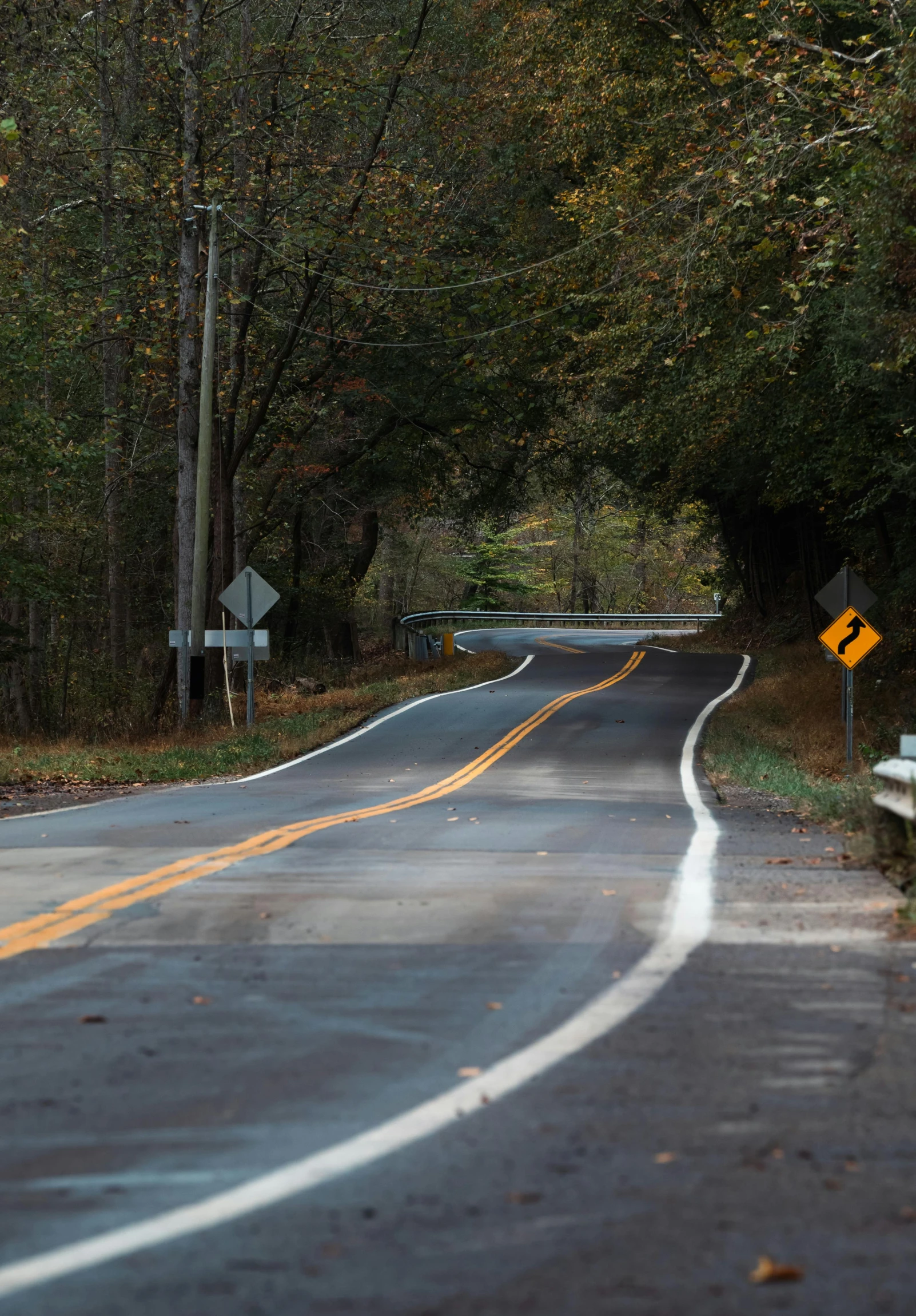 a curve in the road by some trees