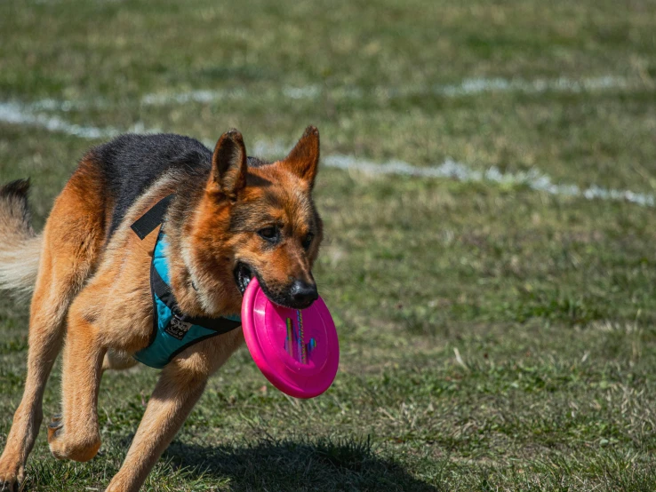 dog catching a frisbee in the grass in a field