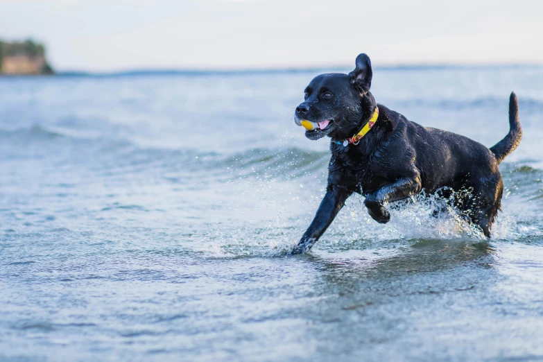 black dog runs through the water in a calm day