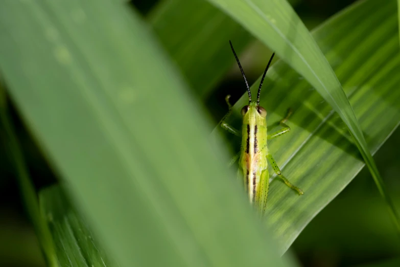 a grasshopper on leaf sitting in a field