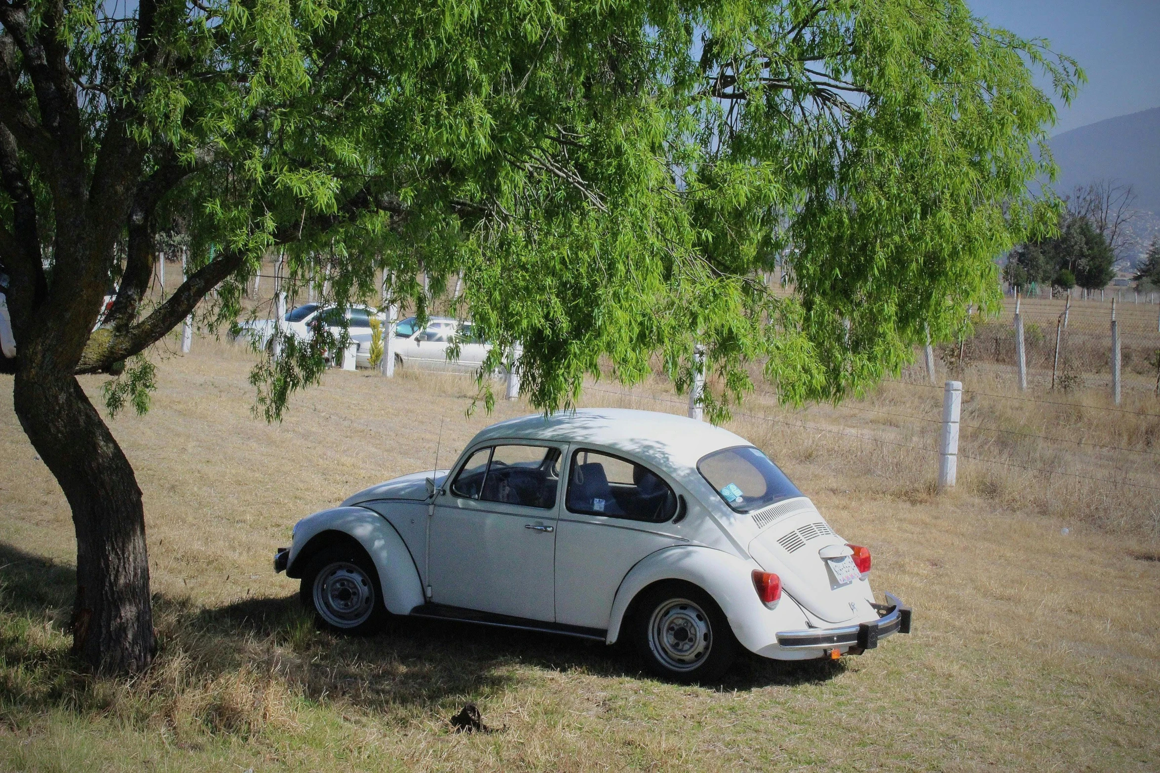 the small car is parked under a tree