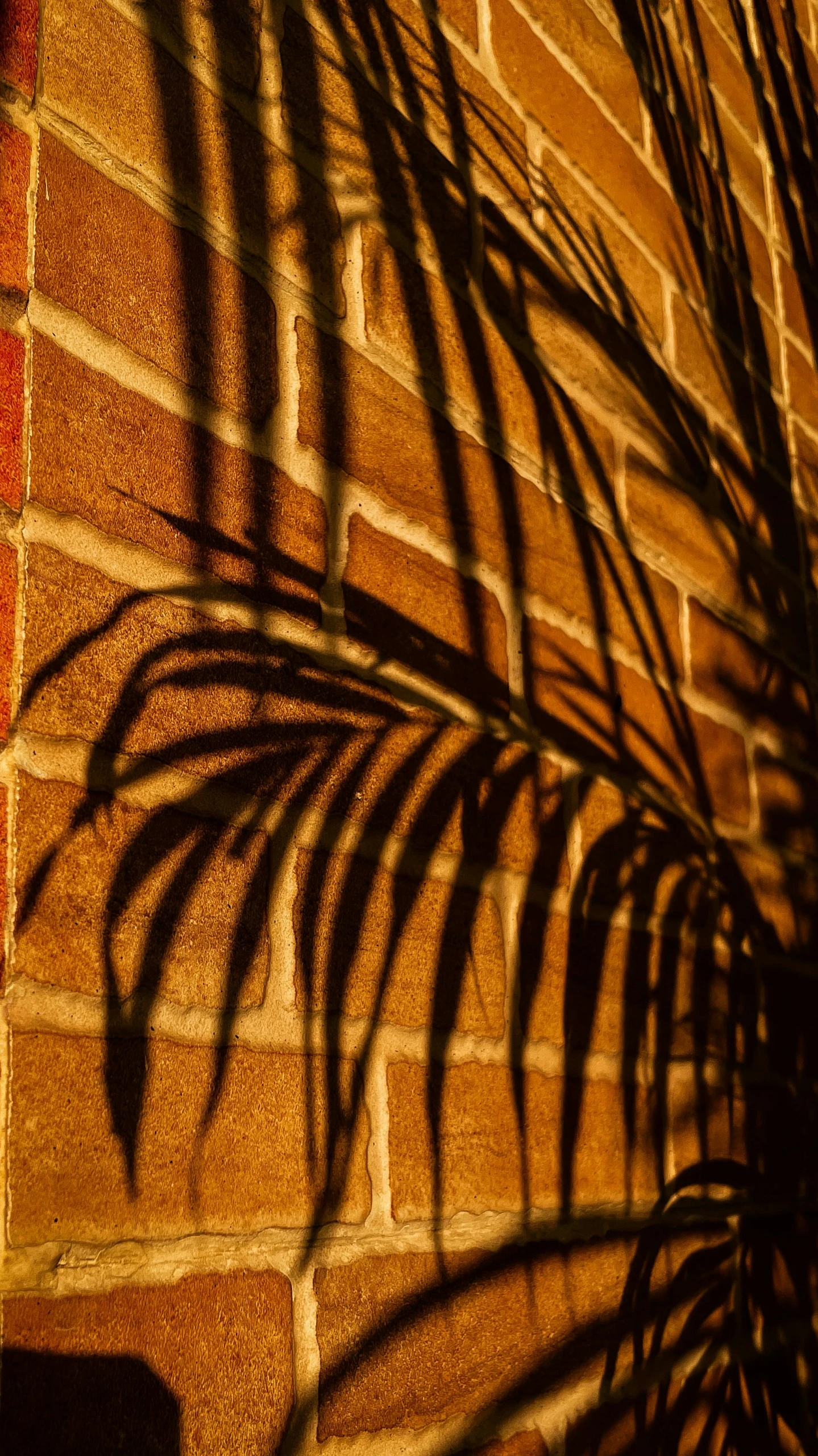 there is a plant shadow on the wall next to a clock