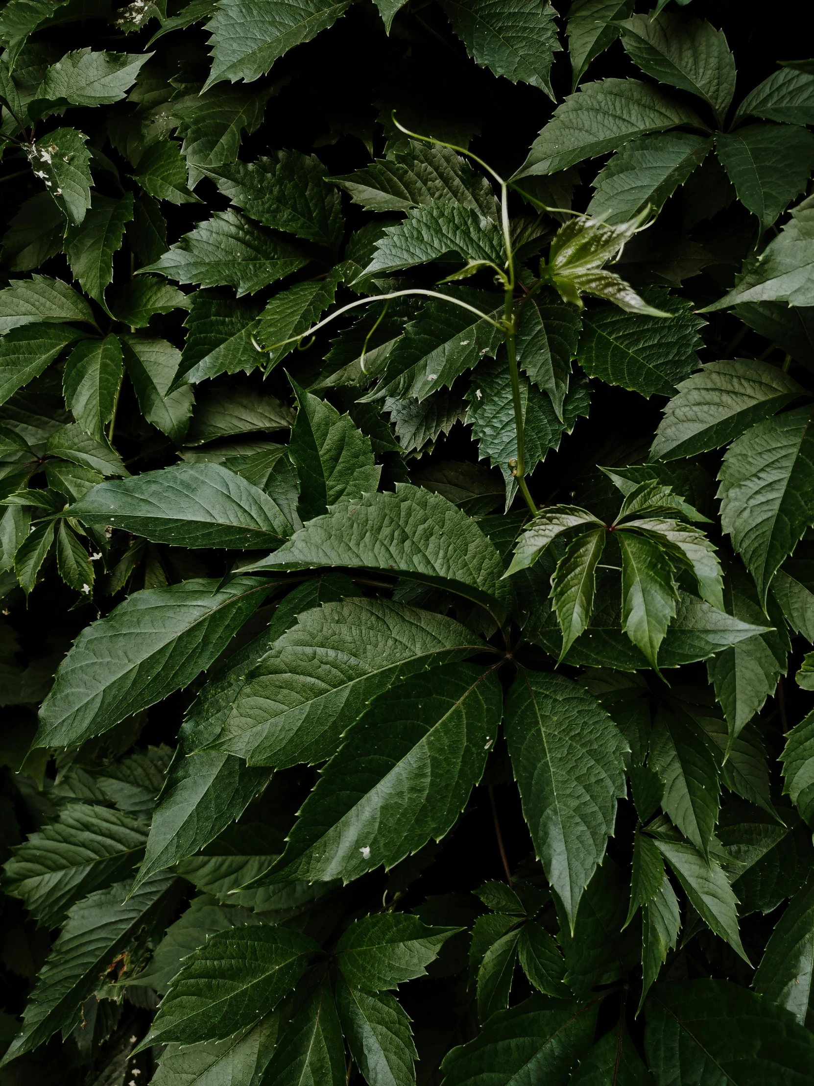 the leaves are covered by a wet umbrella