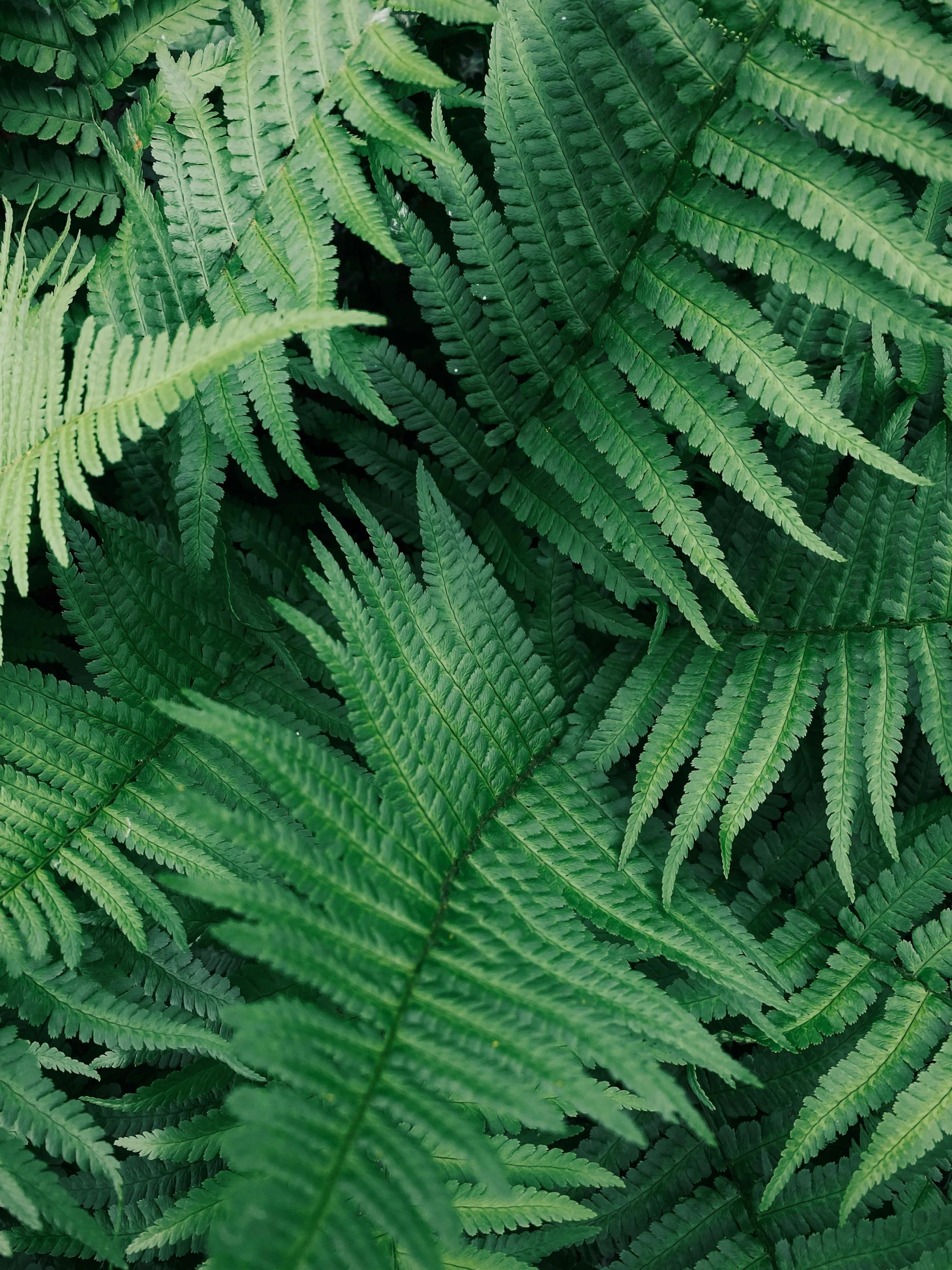 a lush green plant with lots of leafy growth