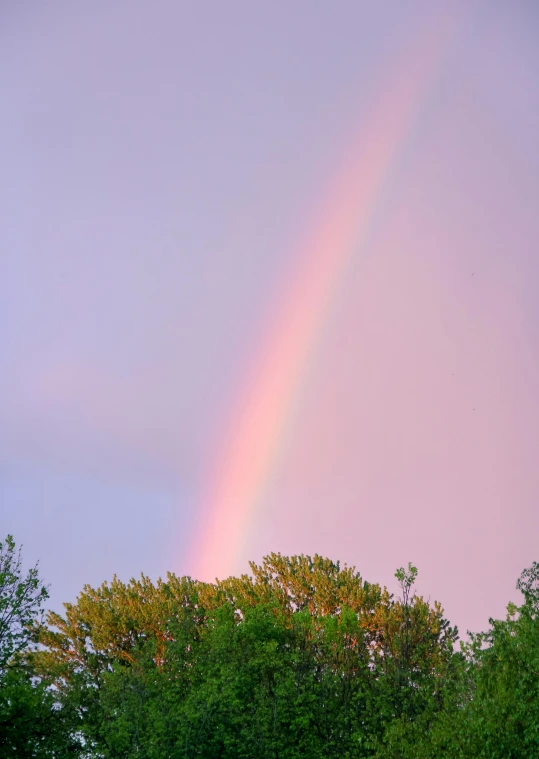 rainbow shines brightly over the tops of trees