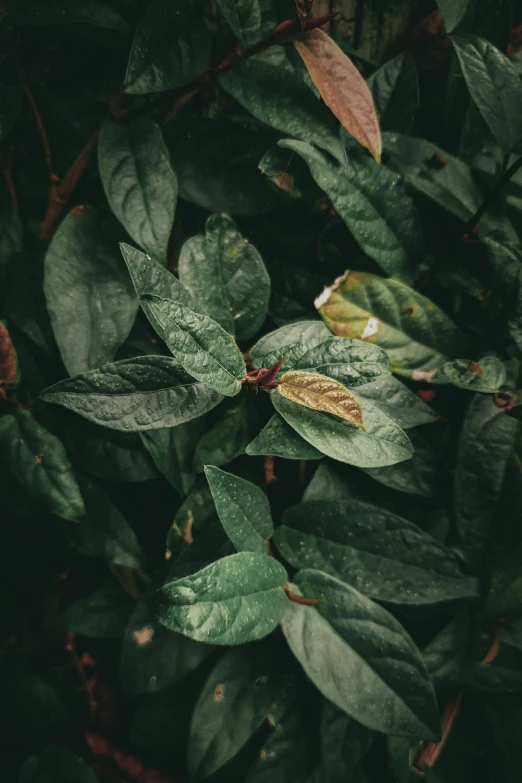 a close up of leaves with some redish green