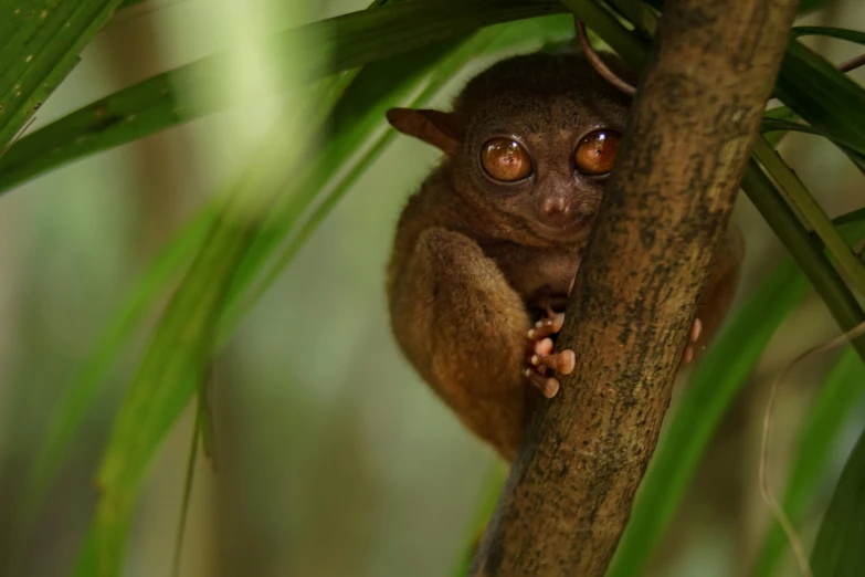 a brown and black animal sitting on top of a tree