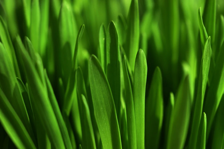 some green grass with leaves in front of it