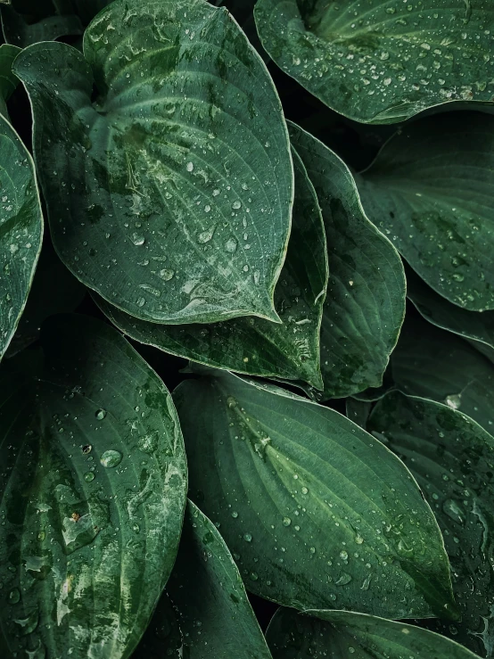 there is many green leaves with drops on them