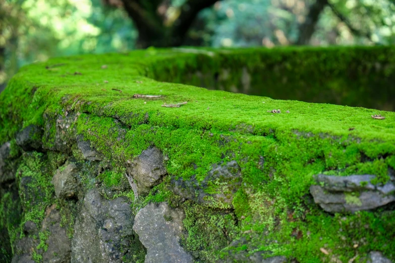 moss is growing on the edge of a stone wall