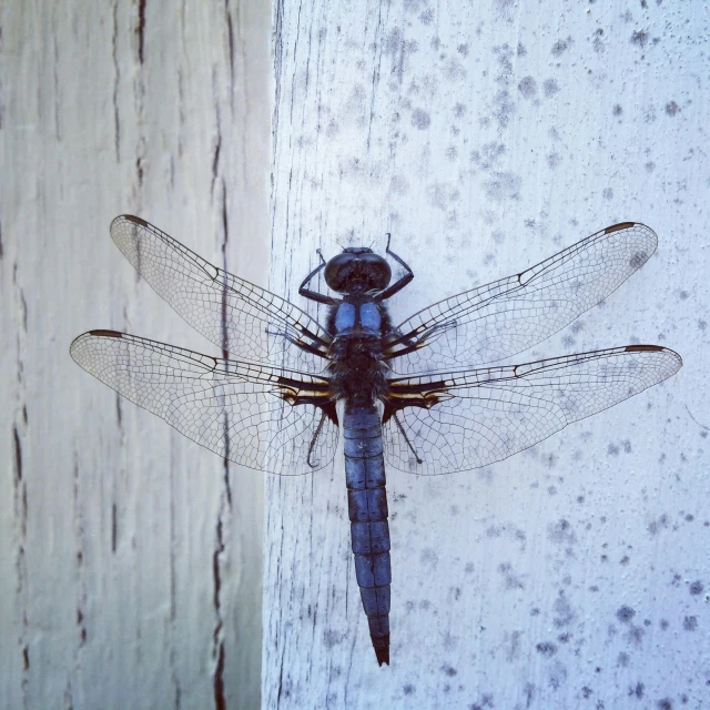 a black and blue dragon fly on a wood plank