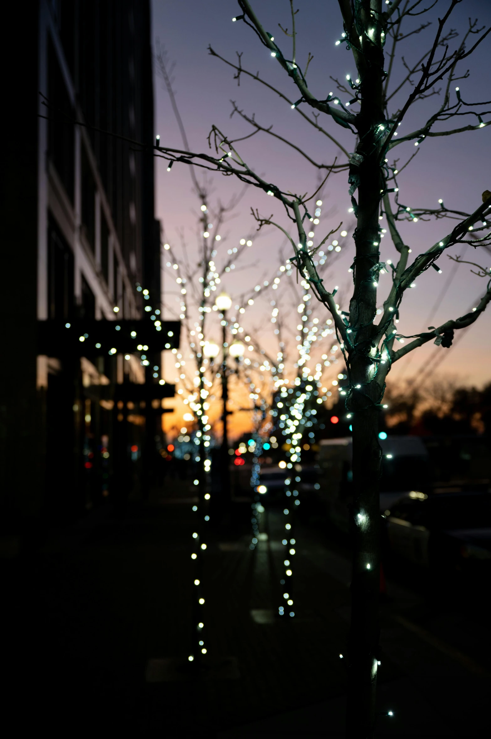 a group of lights that are on a tree