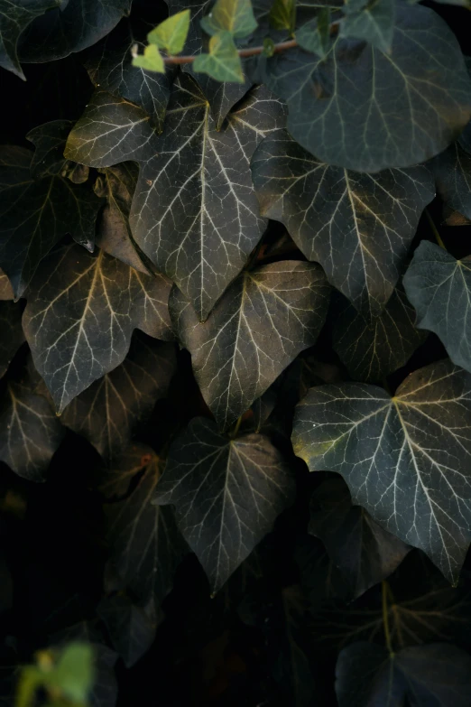 the leaves of the tree have been brown, but the plant is green