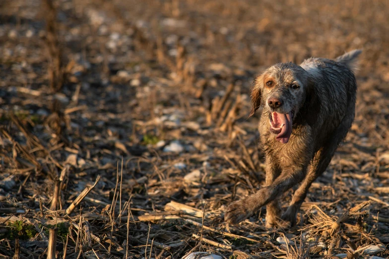 a wet, smiling, brown dog walks through a dry field