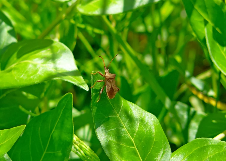 the grasshopper is standing on the green leaves