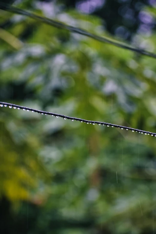 the rain has fallen on the telephone wires