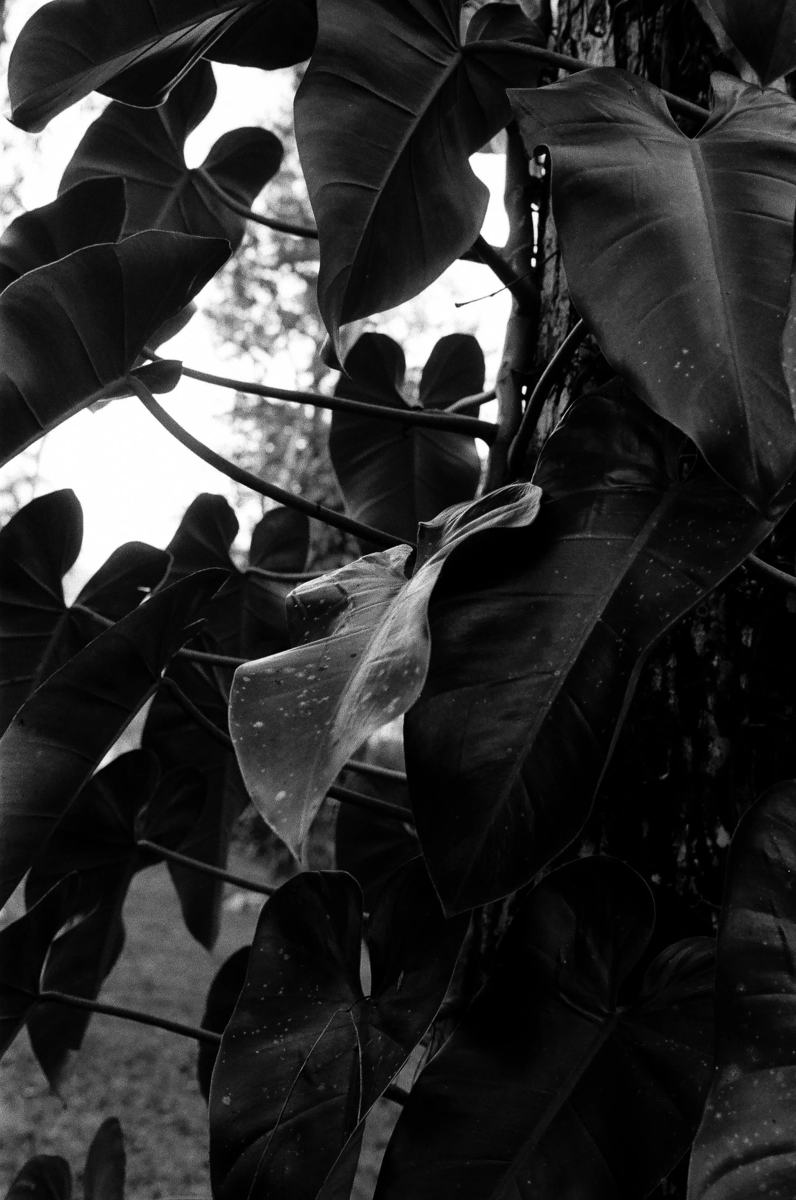 black and white pograph of leafy plant with sky in background