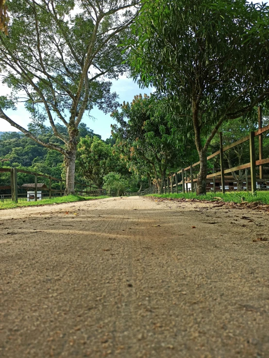 a street view with the trees and an elephant walking on it