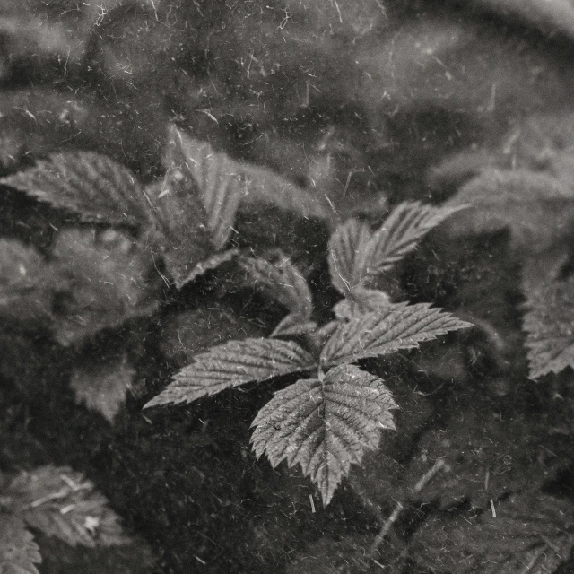 a small leaf is on the ground near some rocks