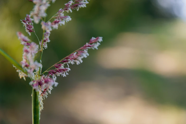 a blurry background of a small plant in the foreground