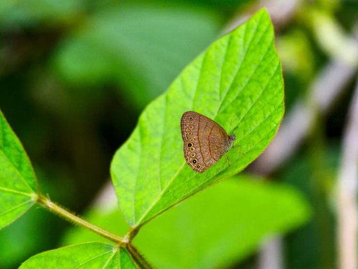 a small brown and black insect on some leaves