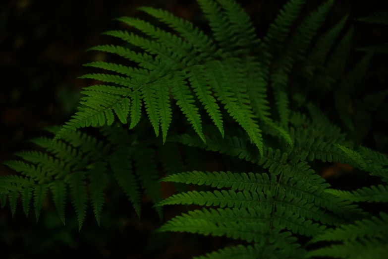 a close up of green leaves on a plant