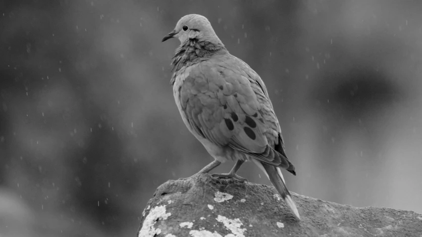 a small bird perched on top of a rock