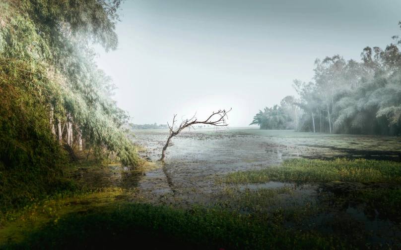 a tree nch in the water on a foggy day