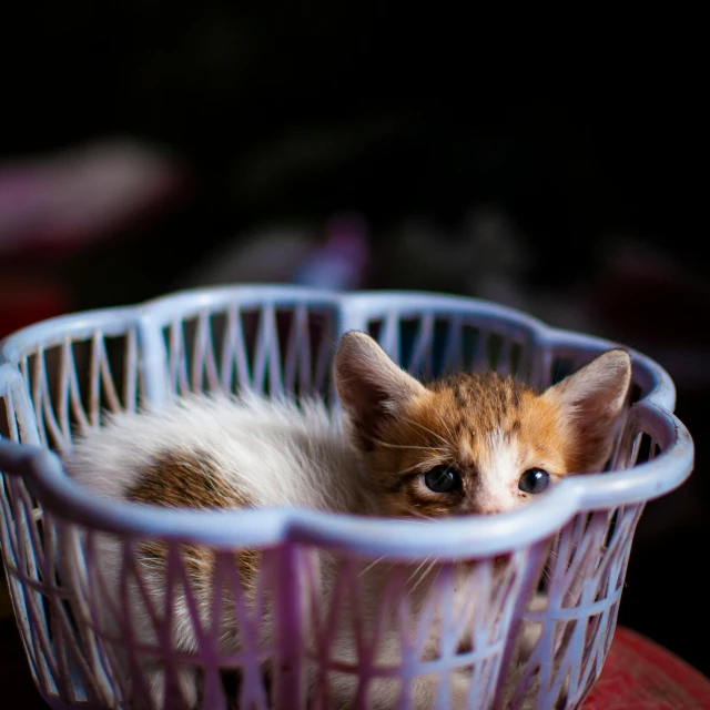 a kitten in a basket that is sitting on top of a table