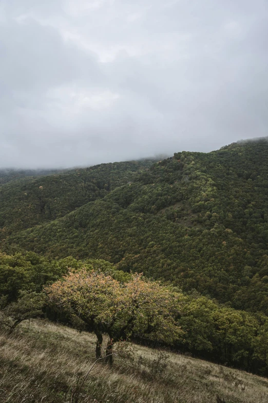 this lone fruit tree is on the side of the hill