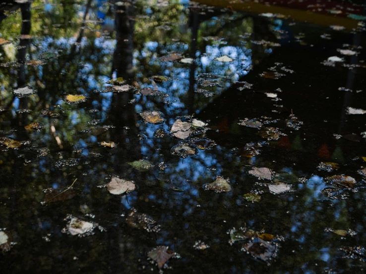 water reflection of trees and leaves in it