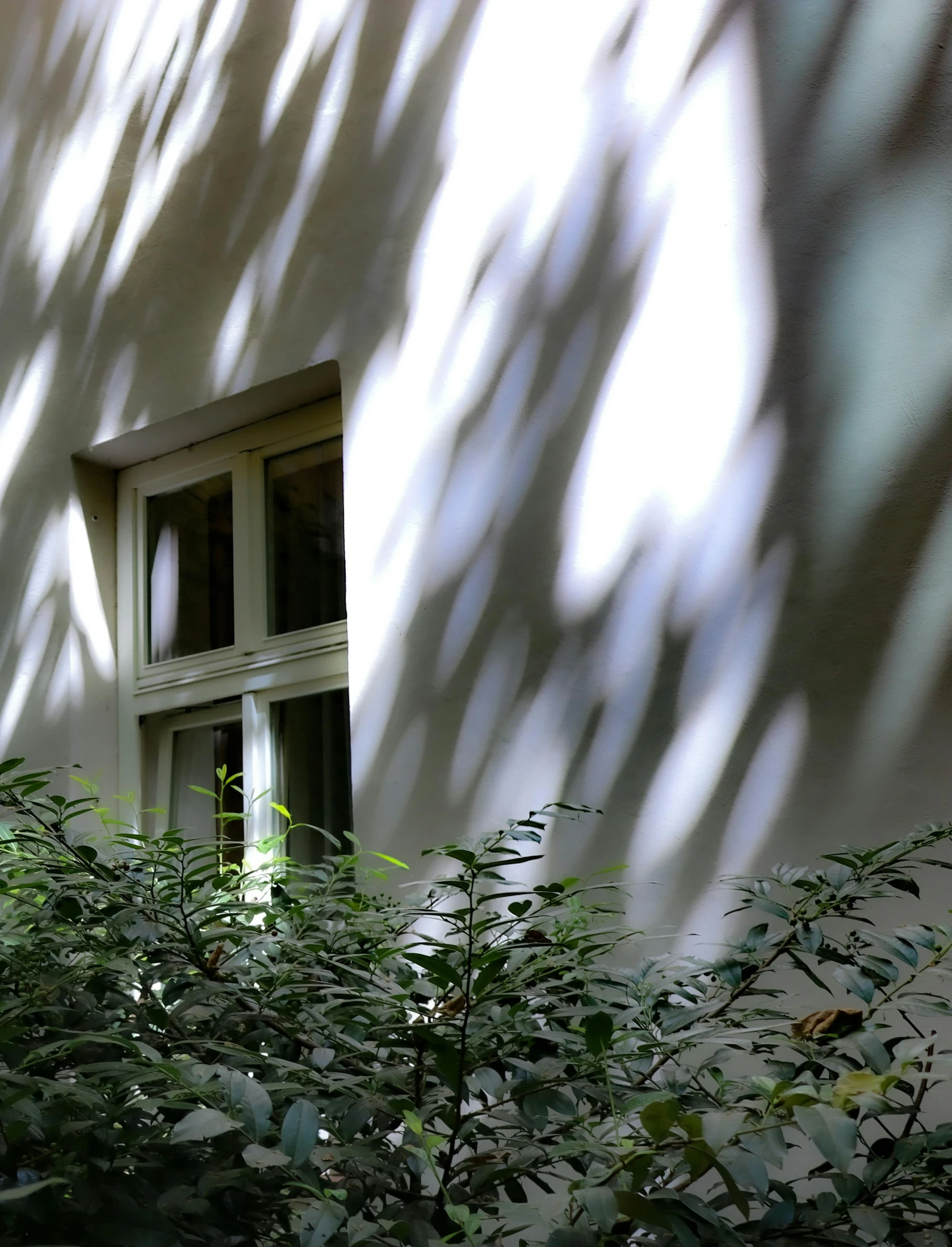 shadows of the leaves and building are cast