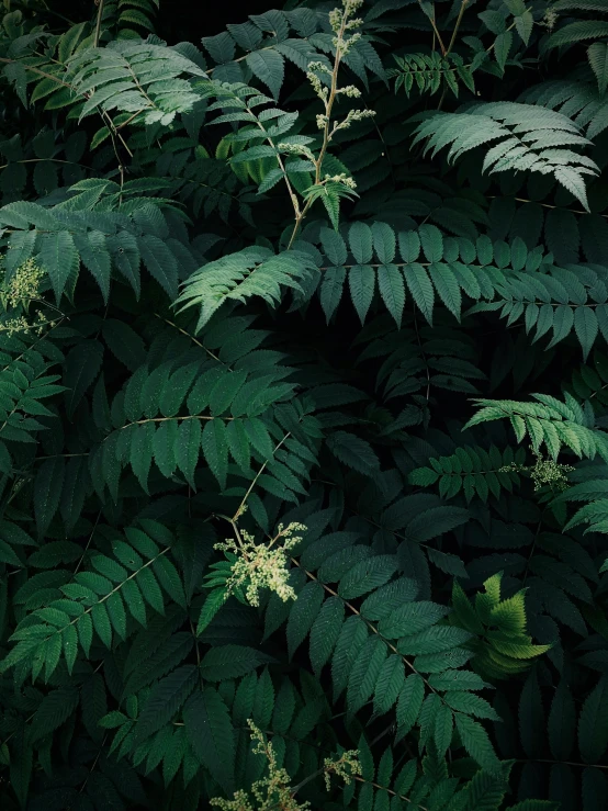 close up image of some green leaves