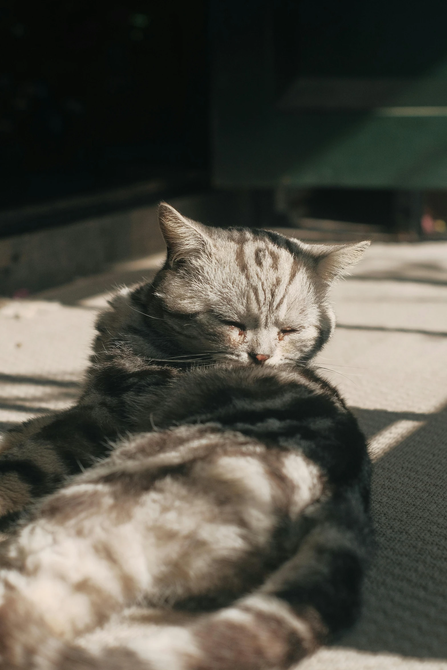 a grey cat laying on top of a fuzzy bed