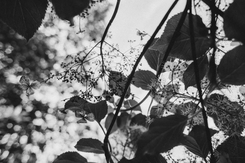 black and white pograph of leaves on tree