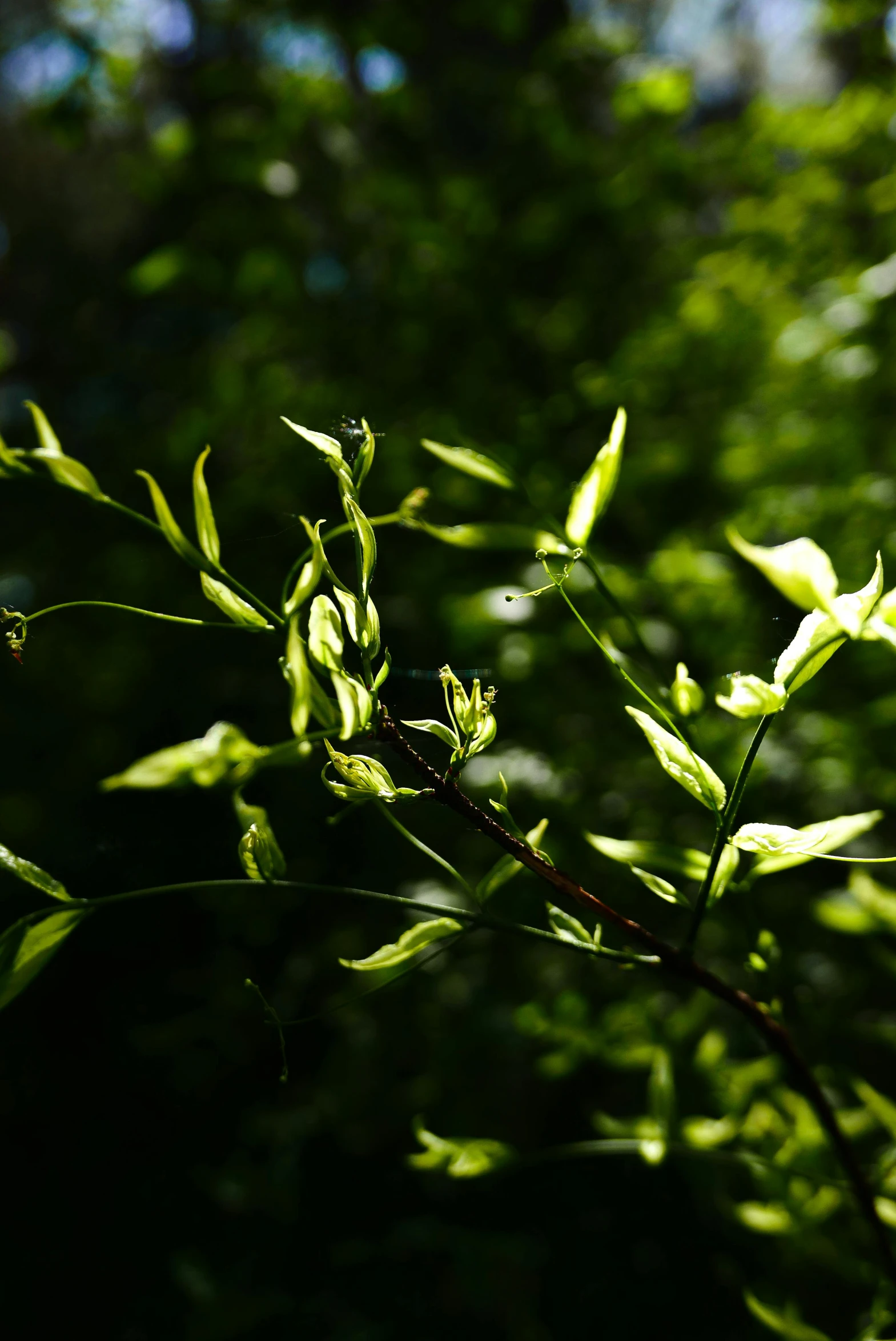 sunlight is shining on a leafy tree nch