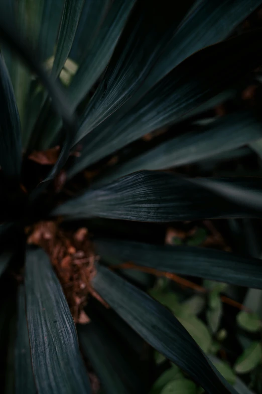 a plant is very dark and it has green leaves