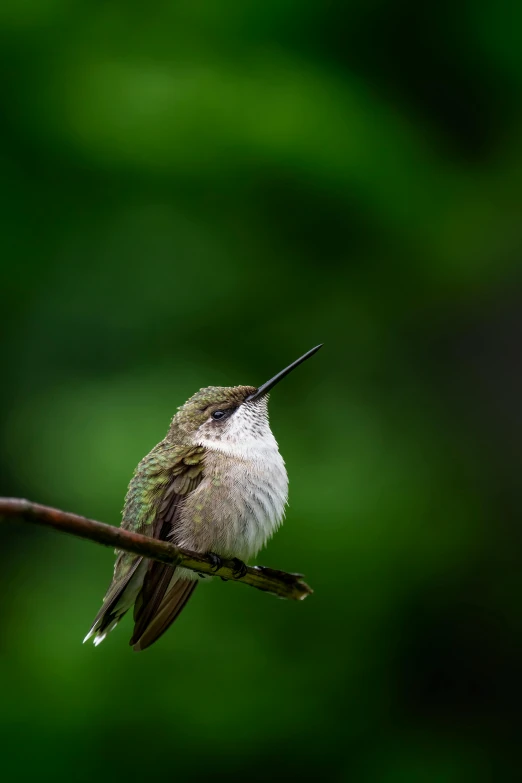 a hummingbird perches on a nch with other birds perched around