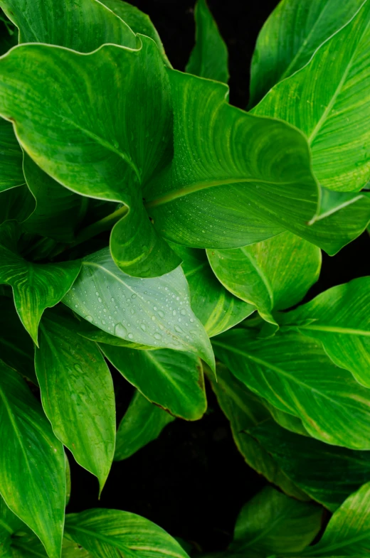 close up of a green plant with a dark background