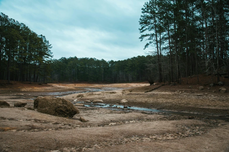 a tree covered forest with rocks and water near it