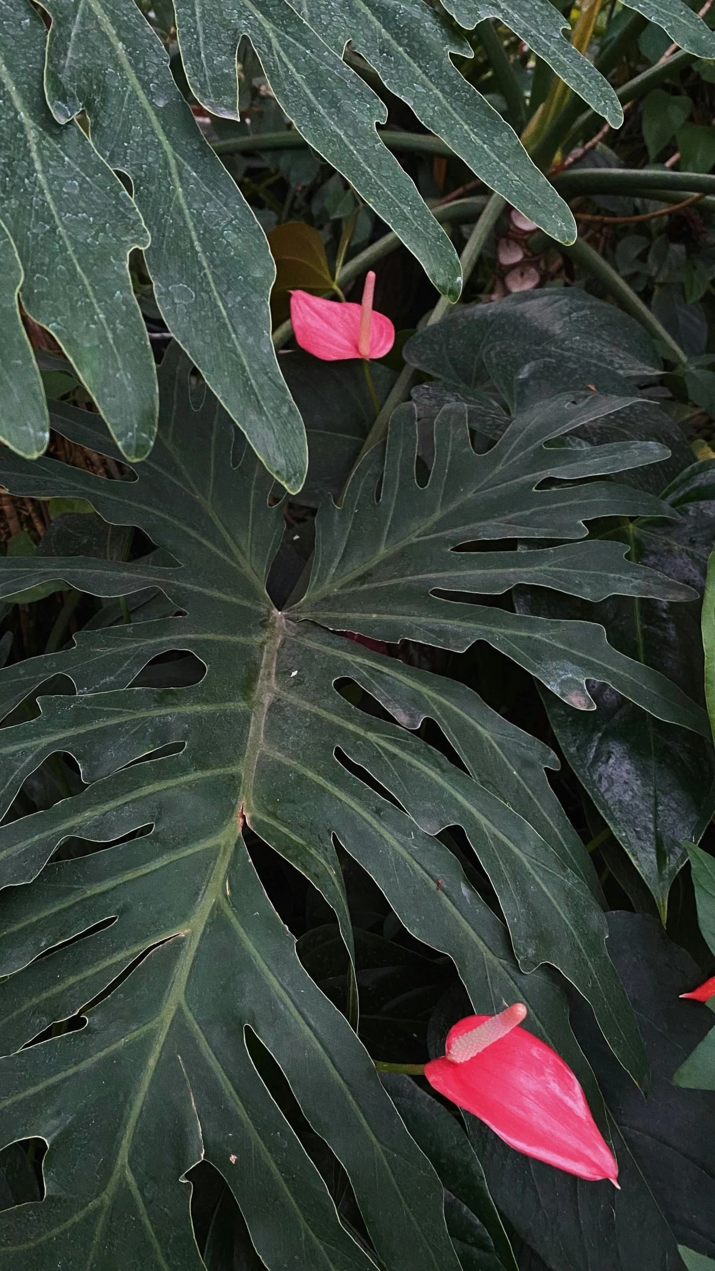 a plant with red flowers and large green leaves